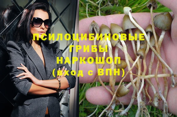 дживик Касимов